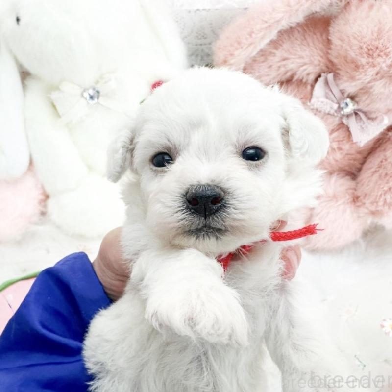 販売中の滋賀県のビションフリーゼ-450184の6枚目