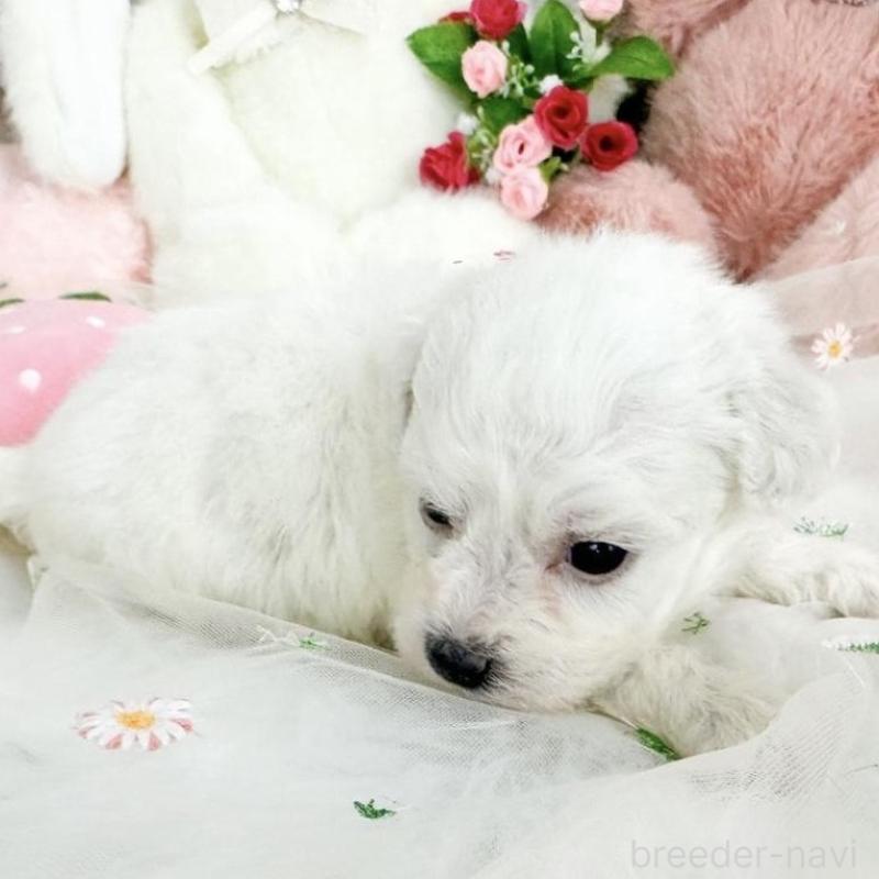 販売中の滋賀県のビションフリーゼ-450184の5枚目