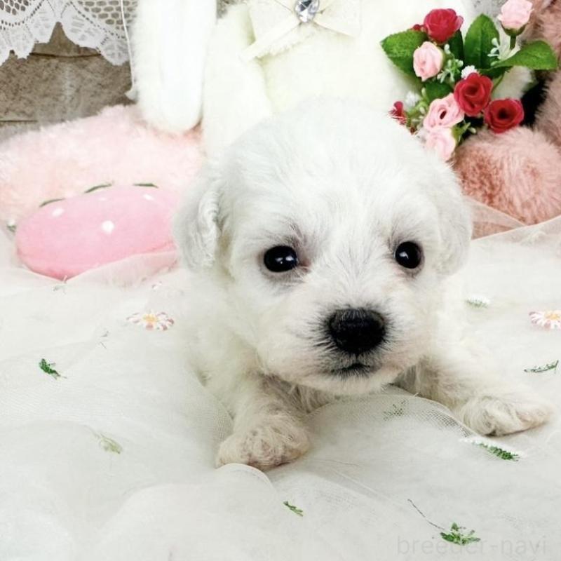 販売中の滋賀県のビションフリーゼ-450184の4枚目