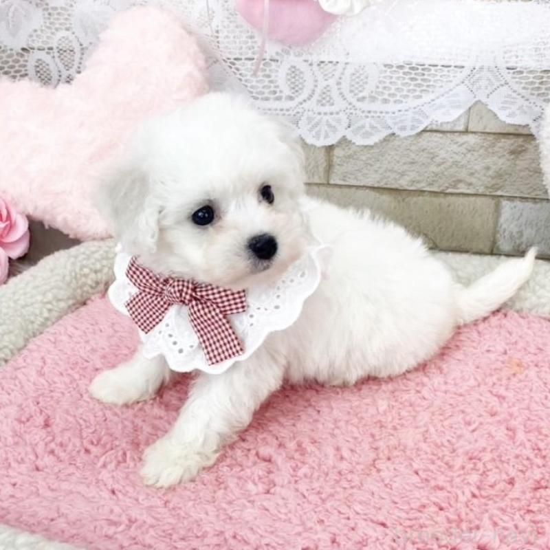 販売中の滋賀県のビションフリーゼ-450184の3枚目