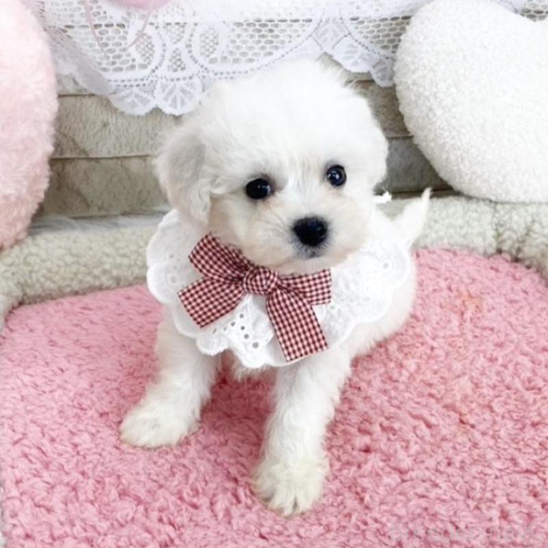 販売中の滋賀県のビションフリーゼ-450184の2枚目