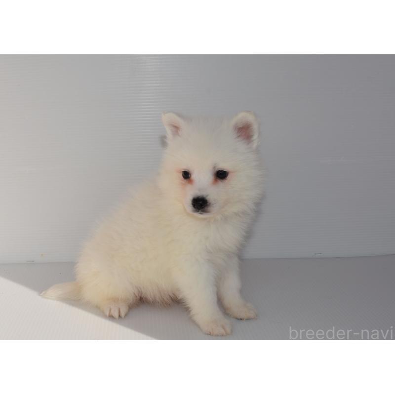 販売中の長崎県の日本スピッツ-450185の5枚目