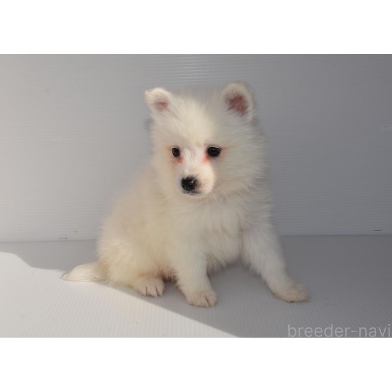 販売中の長崎県の日本スピッツ-450185の4枚目