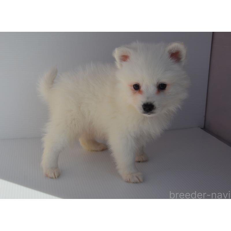 販売中の長崎県の日本スピッツ-450185の3枚目