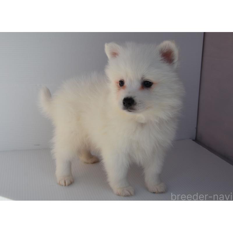 販売中の長崎県の日本スピッツ-450185の2枚目