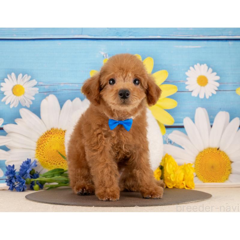 販売中の愛知県のトイプードル-450188の5枚目