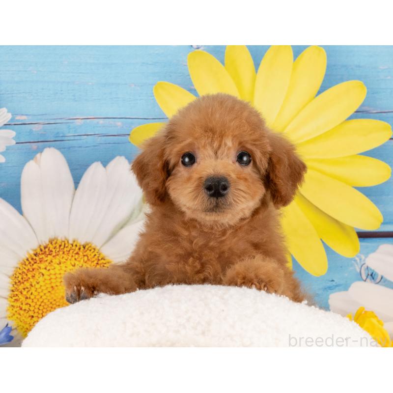 販売中の愛知県のトイプードル-450188の4枚目