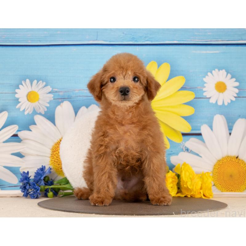 販売中の愛知県のトイプードル-450188の3枚目