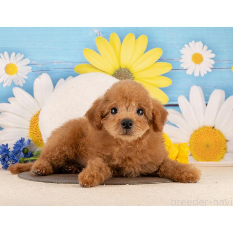 販売中の愛知県のトイプードル-450188の2枚目