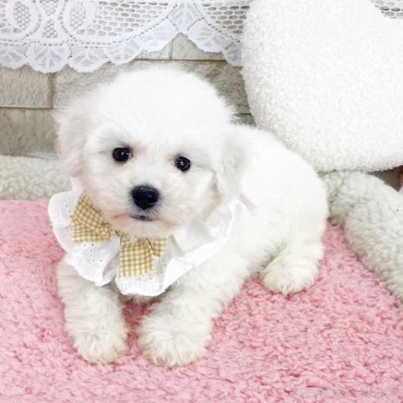 販売中の滋賀県のビションフリーゼ-450187の1枚目