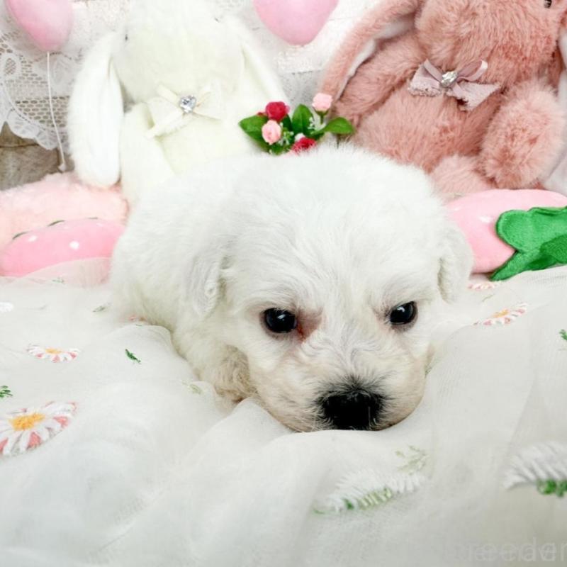 販売中の滋賀県のビションフリーゼ-450187の6枚目