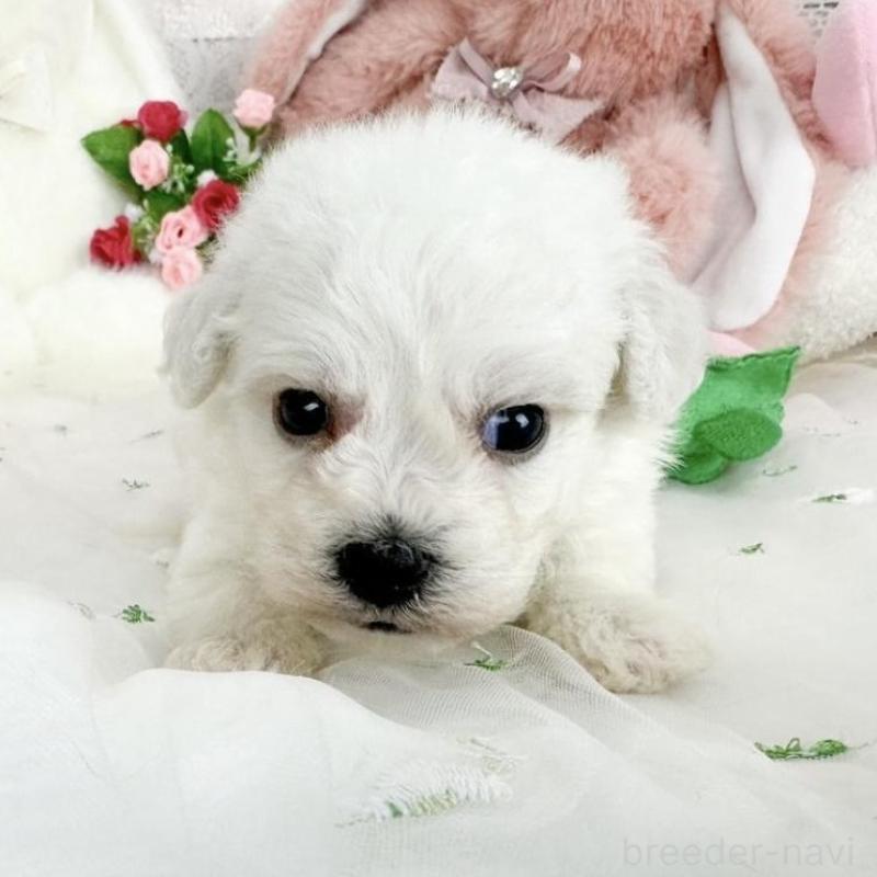 販売中の滋賀県のビションフリーゼ-450187の5枚目