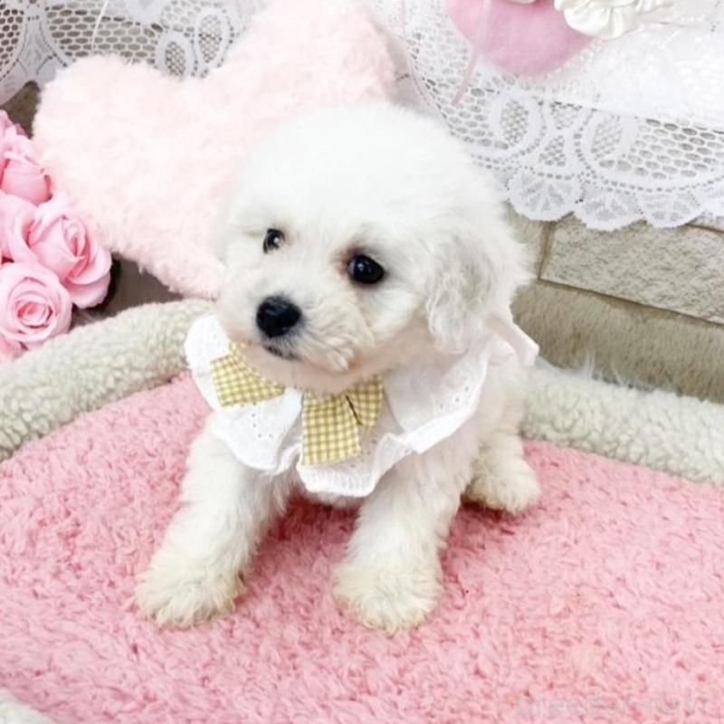 販売中の滋賀県のビションフリーゼ-450187の3枚目