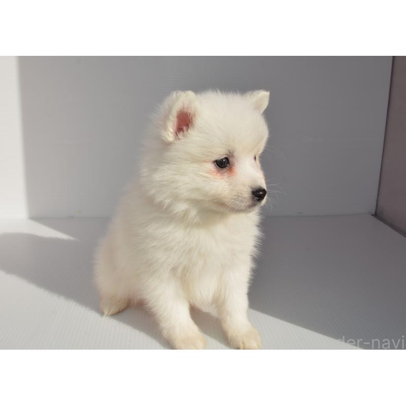 販売中の長崎県の日本スピッツ-450189の5枚目