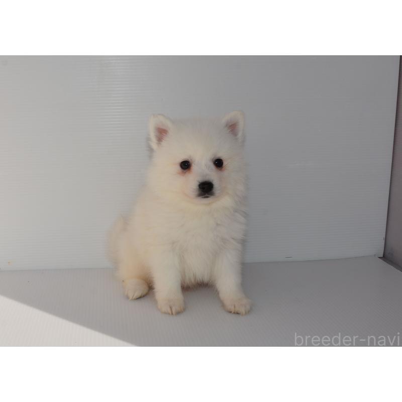 販売中の長崎県の日本スピッツ-450189の4枚目