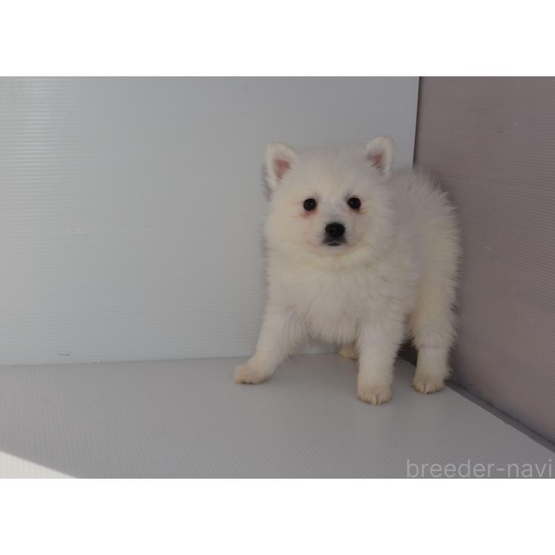 販売中の長崎県の日本スピッツ-450189の3枚目