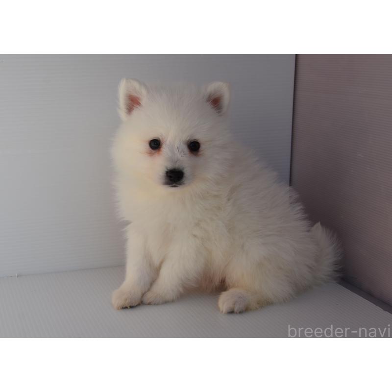 販売中の長崎県の日本スピッツ-450189の2枚目