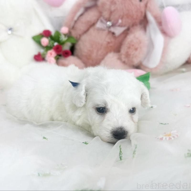 販売中の滋賀県のビションフリーゼ-450190の6枚目