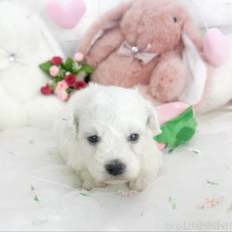 販売中の滋賀県のビションフリーゼ-450190の5枚目