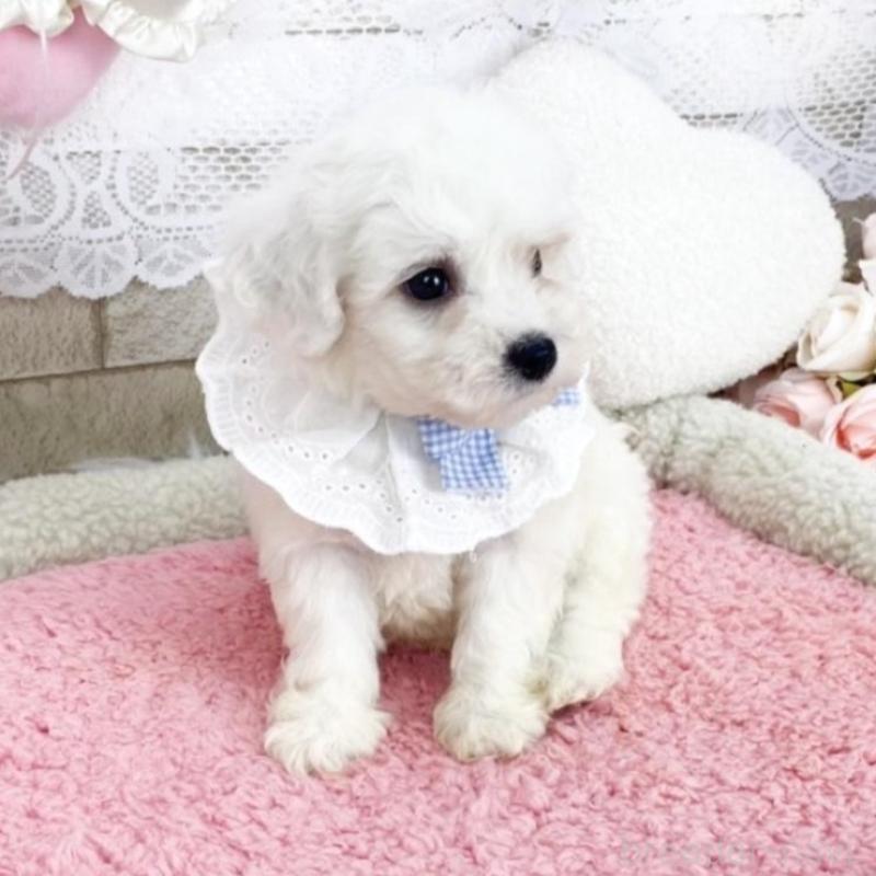 販売中の滋賀県のビションフリーゼ-450190の3枚目