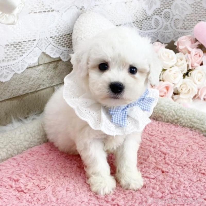 販売中の滋賀県のビションフリーゼ-450190の2枚目