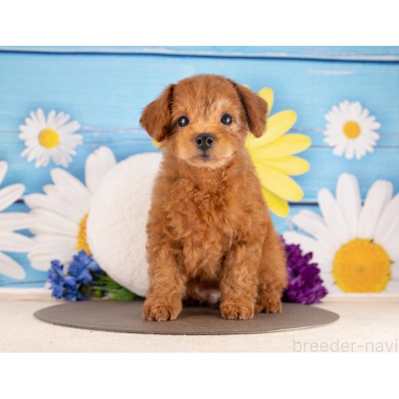 販売中の愛知県のトイプードル-450192の4枚目