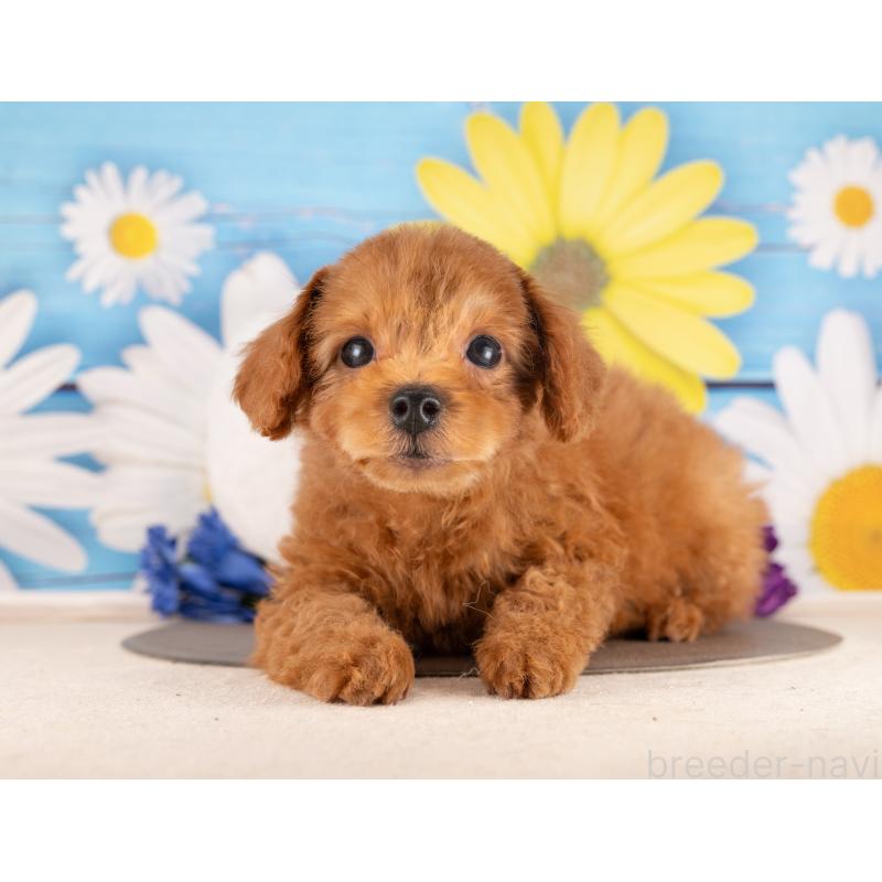 販売中の愛知県のトイプードル-450192の2枚目