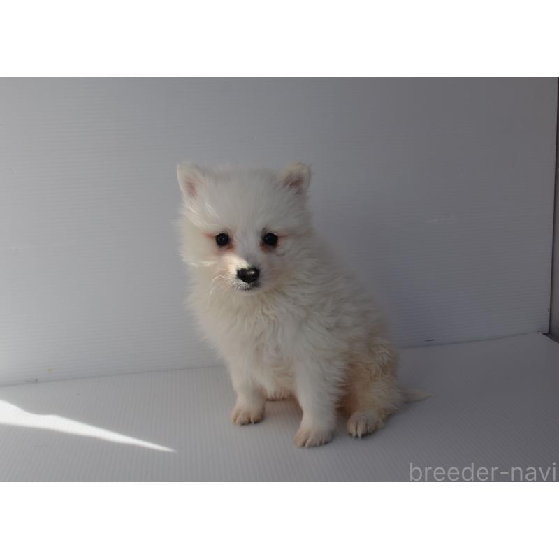 販売中の長崎県の日本スピッツ-450191の6枚目