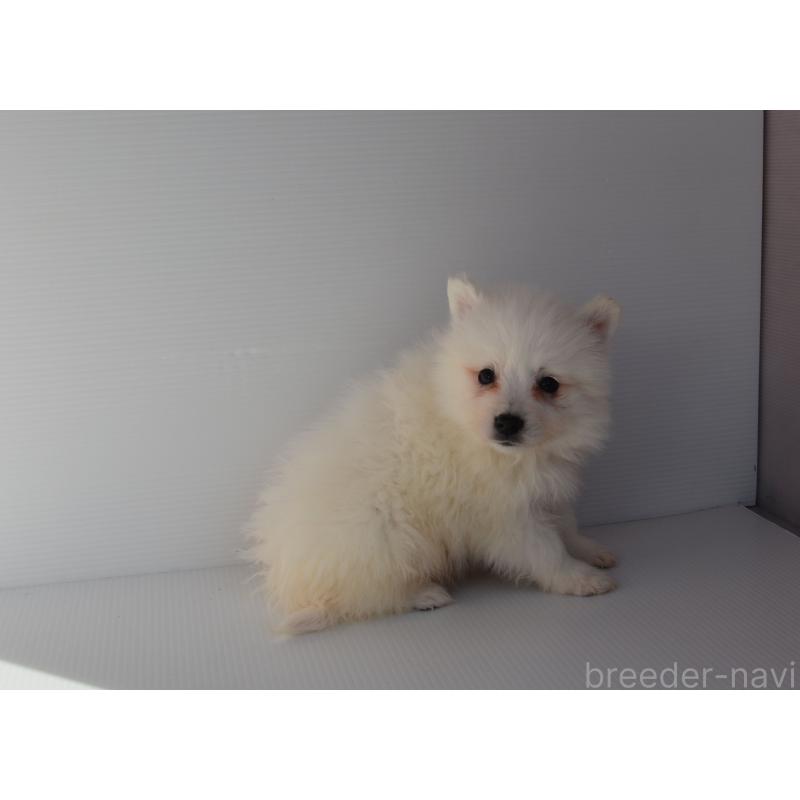 販売中の長崎県の日本スピッツ-450191の5枚目