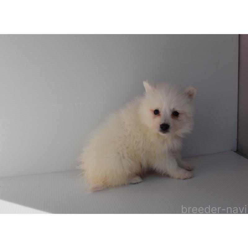 販売中の長崎県の日本スピッツ-450191の4枚目