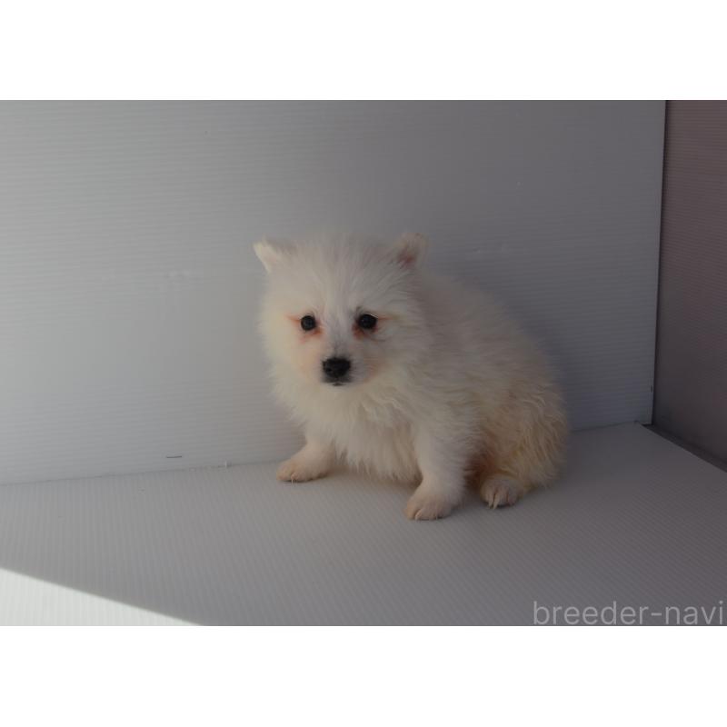 販売中の長崎県の日本スピッツ-450191の2枚目