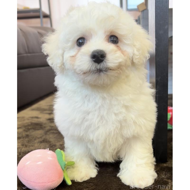 販売中の滋賀県のビションフリーゼ-450172の3枚目