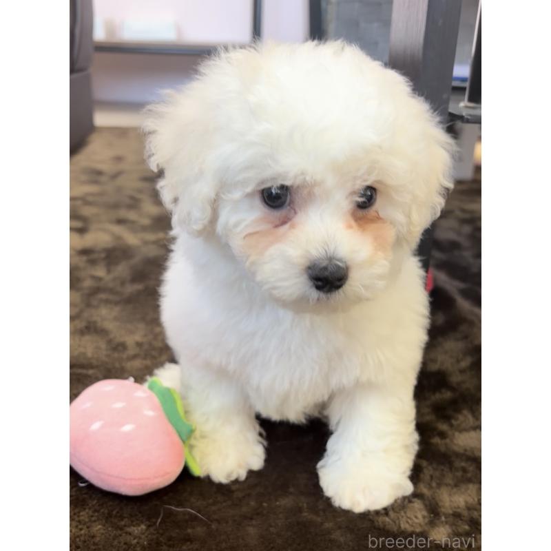 販売中の滋賀県のビションフリーゼ-450172の2枚目