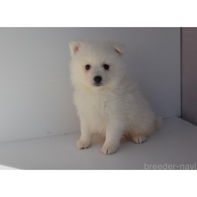 販売中の長崎県の日本スピッツ-450193の5枚目