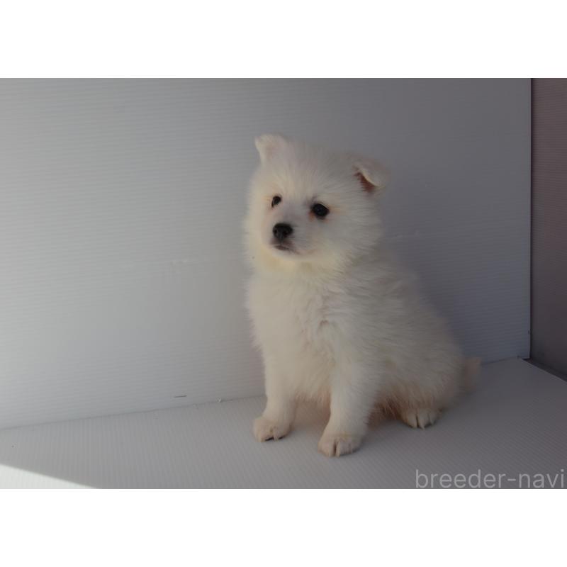 販売中の長崎県の日本スピッツ-450193の4枚目