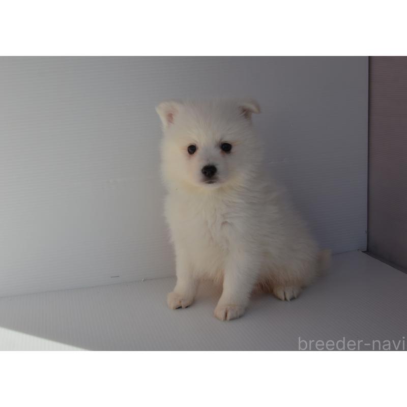 販売中の長崎県の日本スピッツ-450193の3枚目