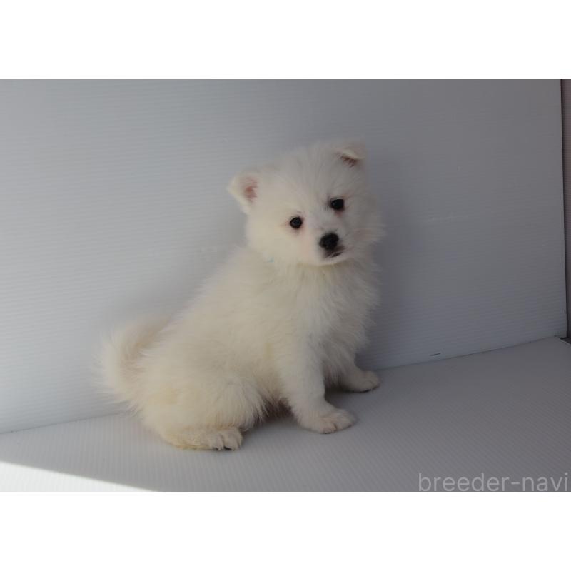 販売中の長崎県の日本スピッツ-450193の2枚目