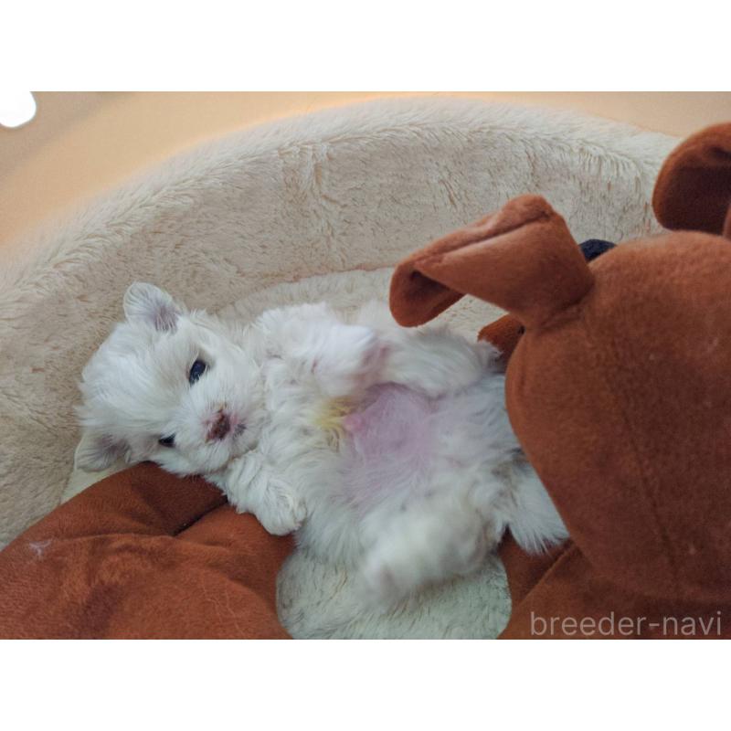 販売中の埼玉県のマルチーズ-450195の5枚目