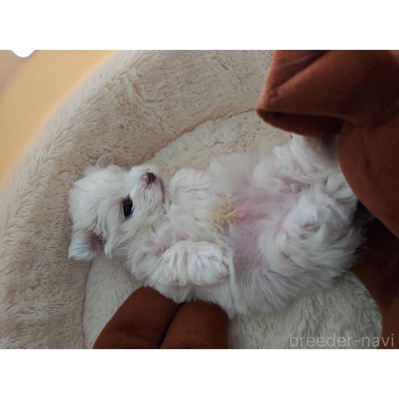 販売中の埼玉県のマルチーズ-450195の4枚目