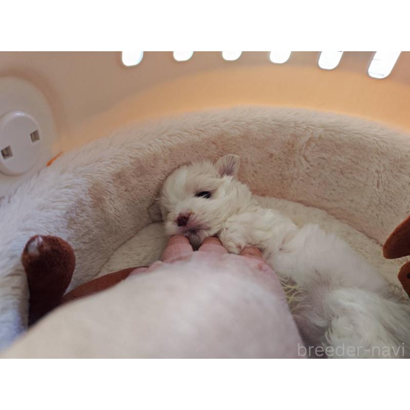 販売中の埼玉県のマルチーズ-450195の3枚目