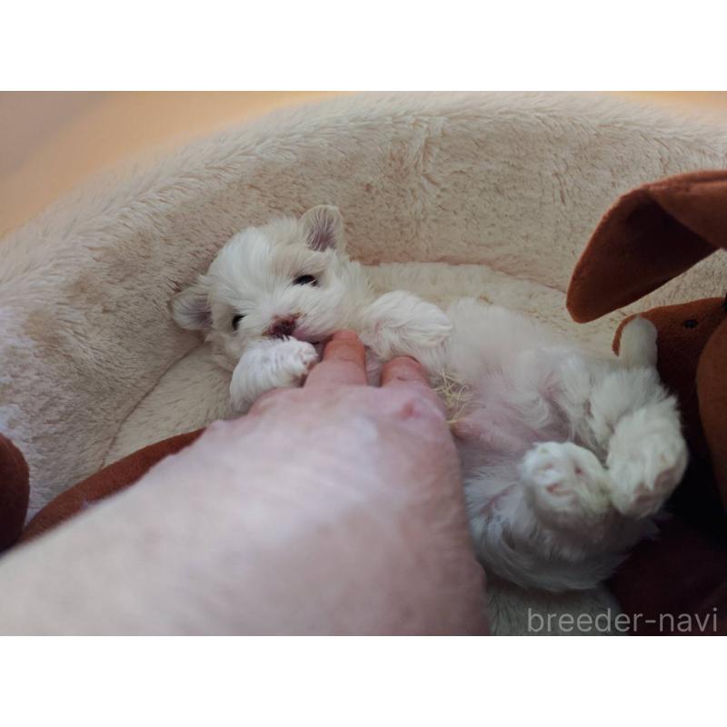 販売中の埼玉県のマルチーズ-450195の2枚目