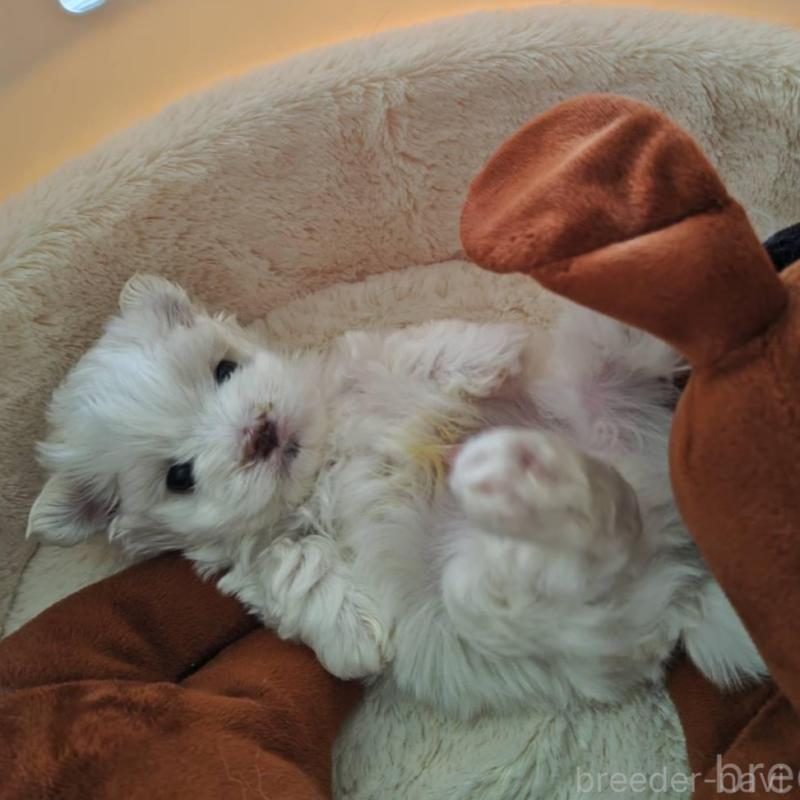 販売中の埼玉県のマルチーズ-450195