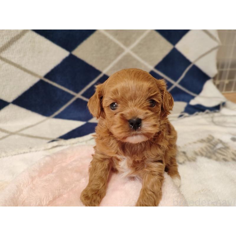 販売中の岡山県のミックス犬-450197の8枚目