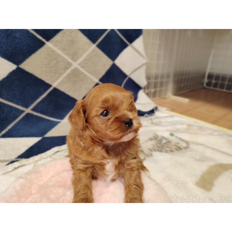 販売中の岡山県のミックス犬-450197の7枚目