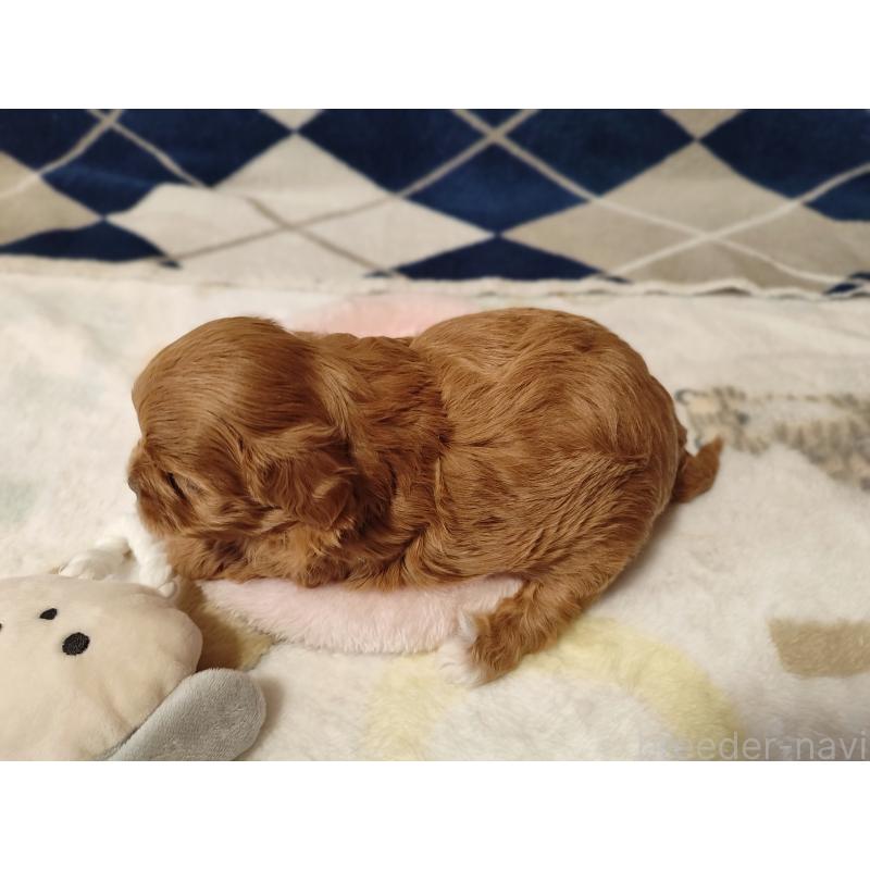 販売中の岡山県のミックス犬-450197の6枚目