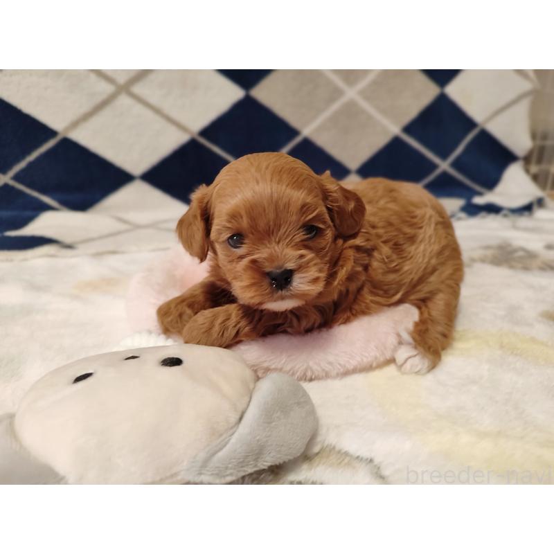 販売中の岡山県のミックス犬-450197の5枚目