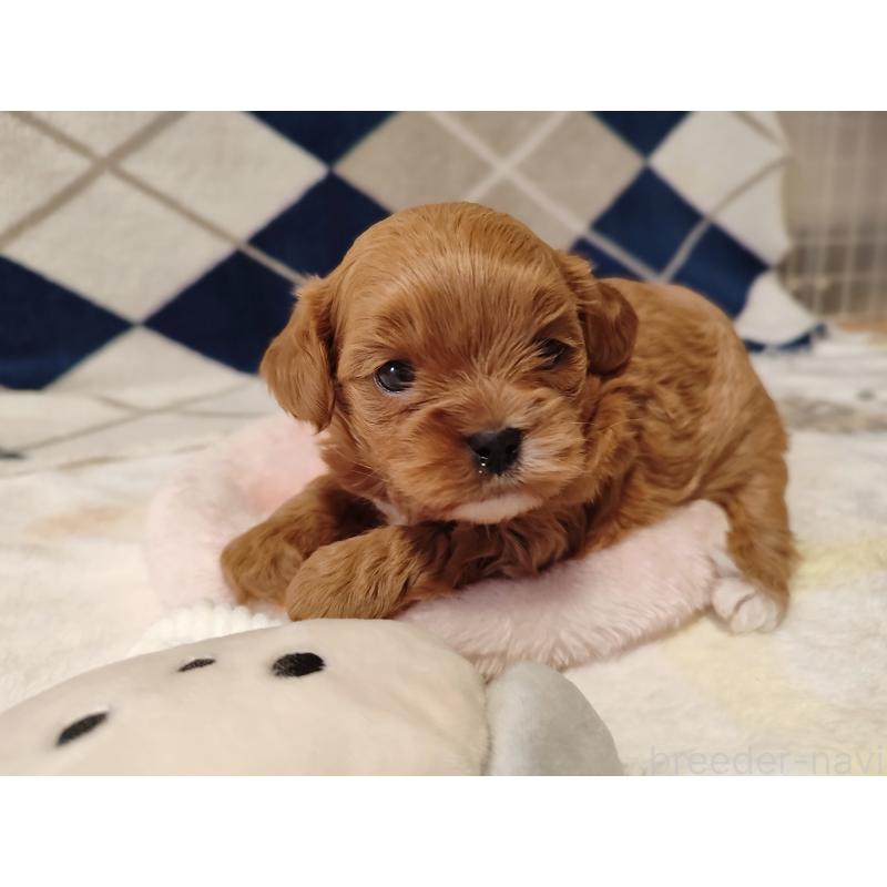 販売中の岡山県のミックス犬-450197の4枚目