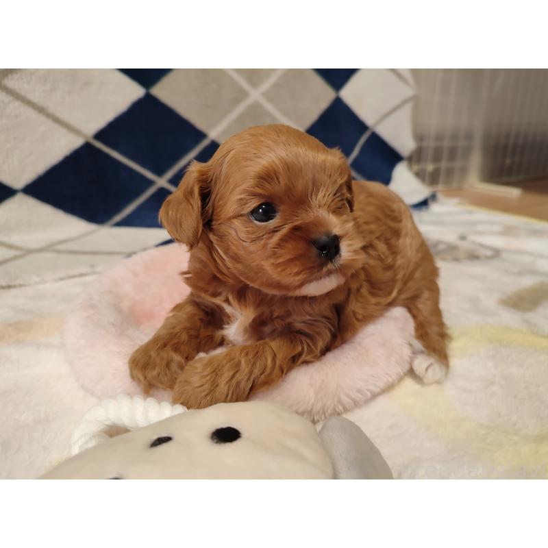 販売中の岡山県のミックス犬-450197の3枚目