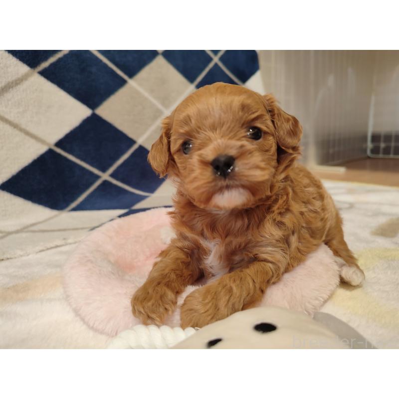 販売中の岡山県のミックス犬-450197の2枚目