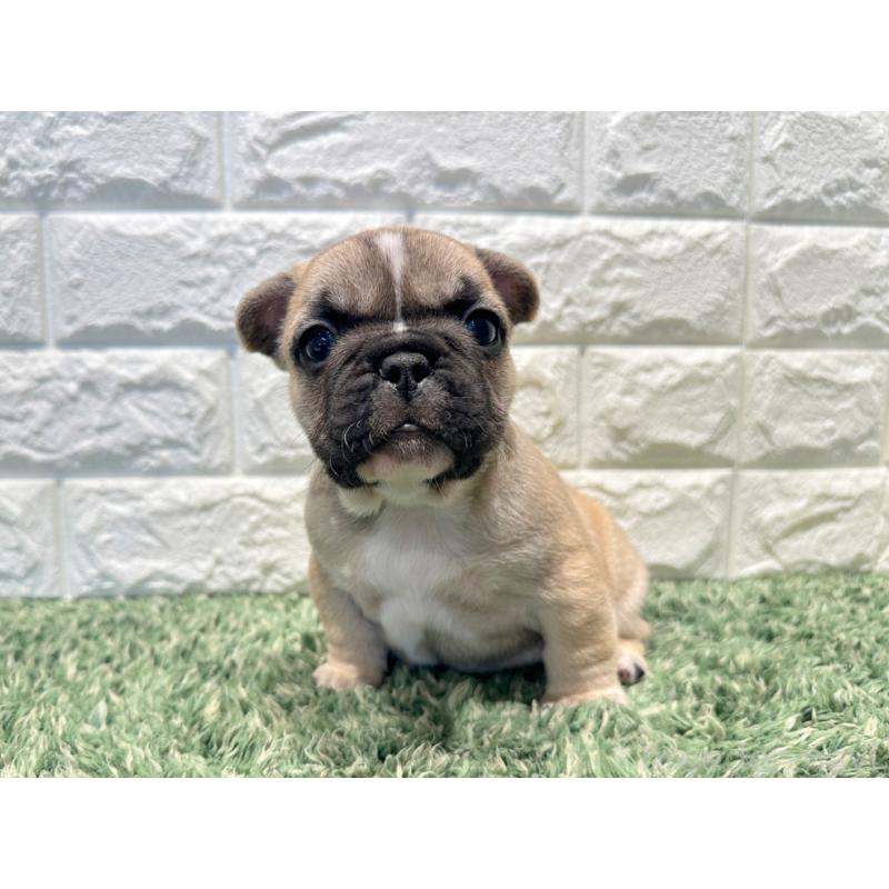 販売中の愛知県のフレンチブルドッグ-450198の4枚目